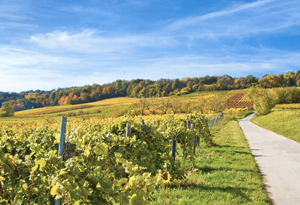 Weinberge in der Herbstzeit